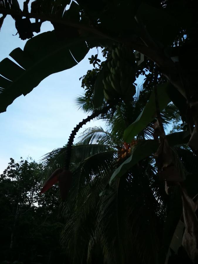 Casita Amarilla Villa Cahuita Exteriör bild